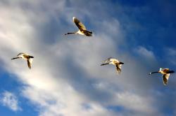 geese flying